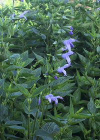 Salvia guaranitica 'Argentine Skies'             